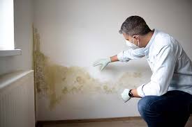 Best Environmental Consulting for Mold Prevention  in Salem, NC